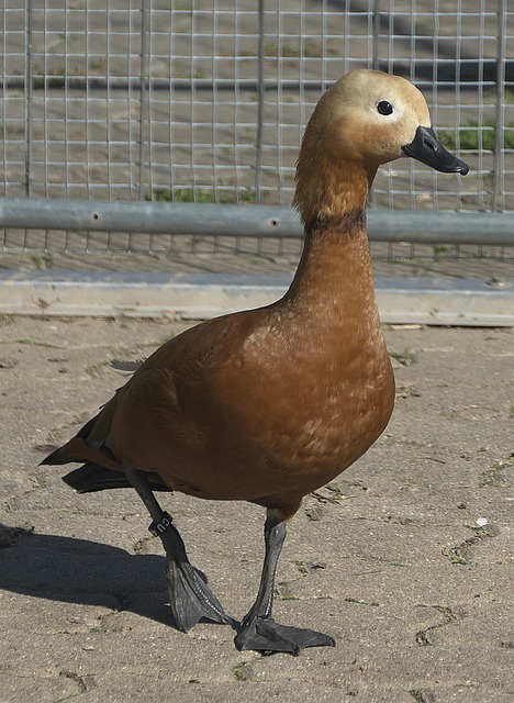 多多28